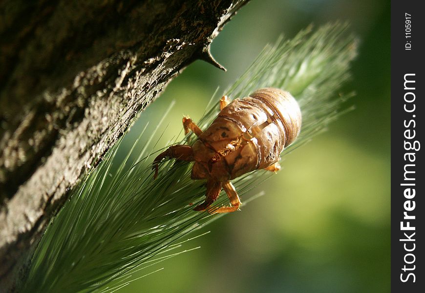 Fosila