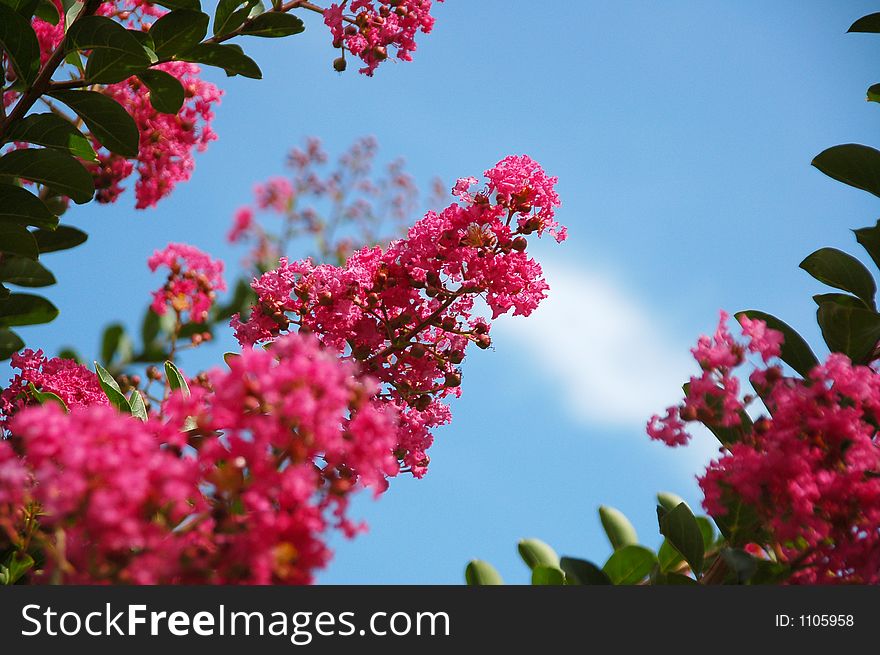 Reddish flowers in front of blue sky. Reddish flowers in front of blue sky