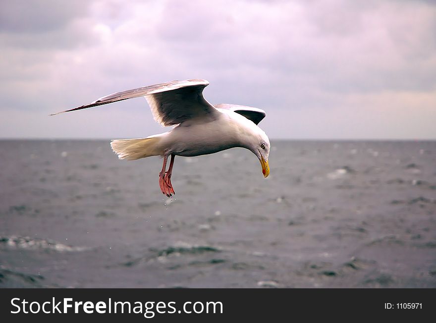 Seagull in flight. Seagull in flight