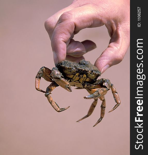 Hand holding a north sea beach crab