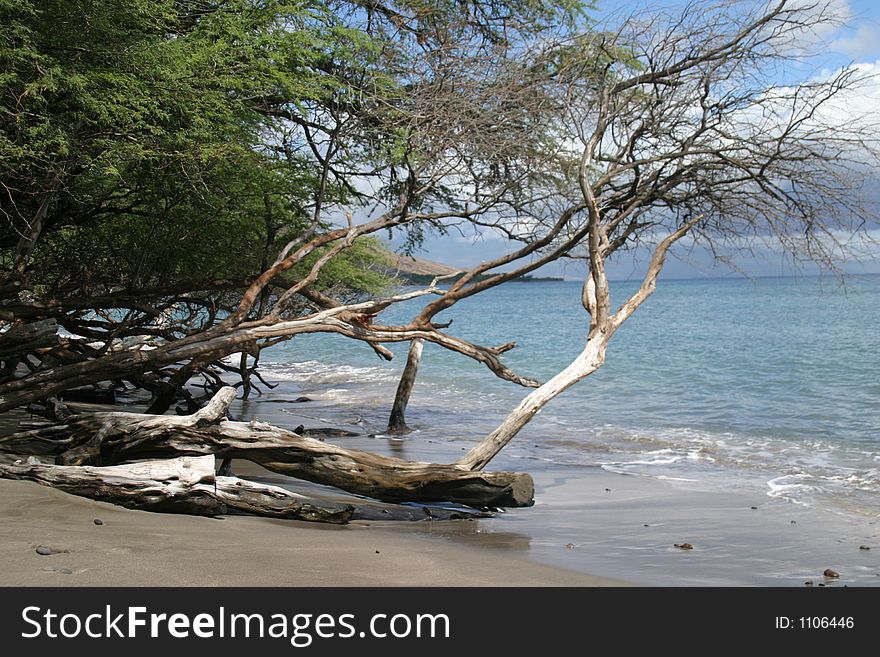 Tree on edge of beach - Maui. Tree on edge of beach - Maui