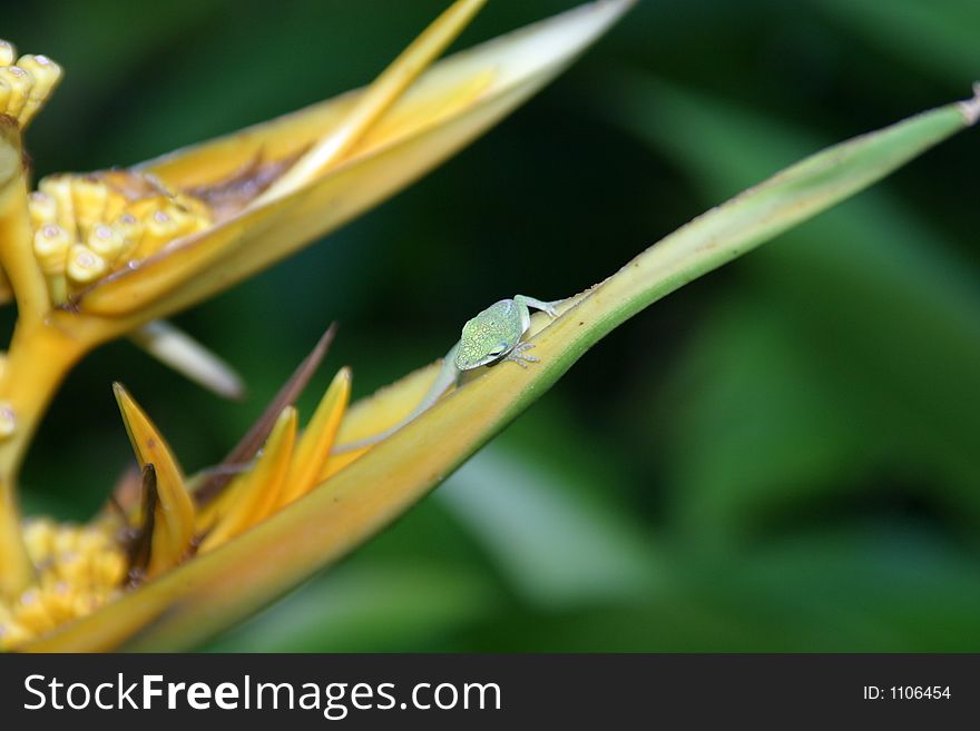 I lizard captured on a flower in Maui Hawaii. I lizard captured on a flower in Maui Hawaii.