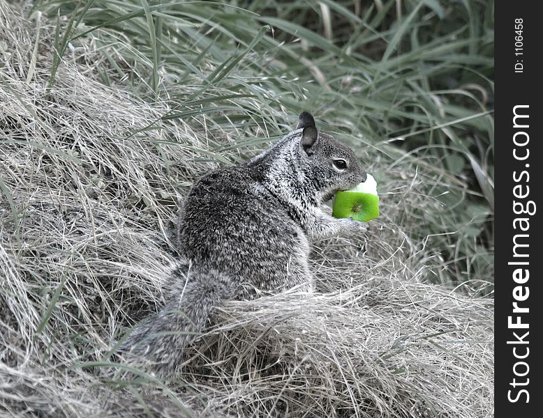 A squirrel eating a discarded apple - Yosemtie, Ca. A squirrel eating a discarded apple - Yosemtie, Ca.
