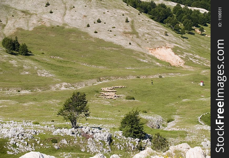 Green Landscape With Sheep