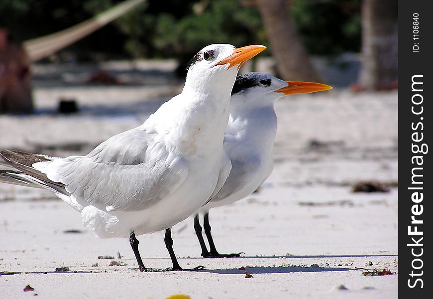 Two birds on beach