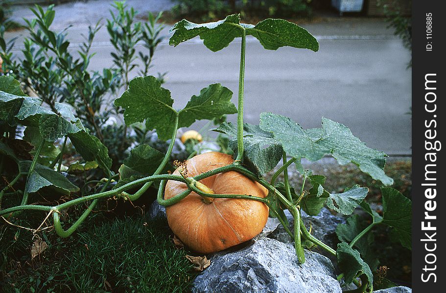 Orange pumpkin. Orange pumpkin