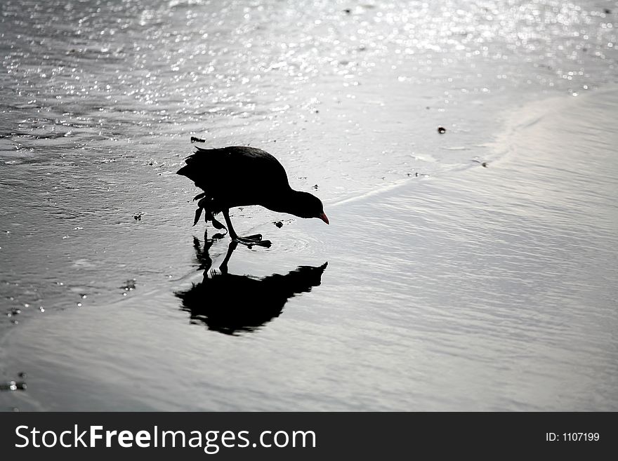 Bird silhouette on the beach