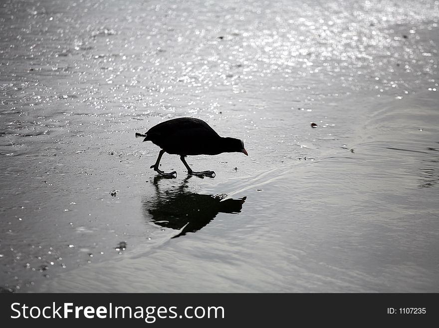 Bird silhouette on the beach