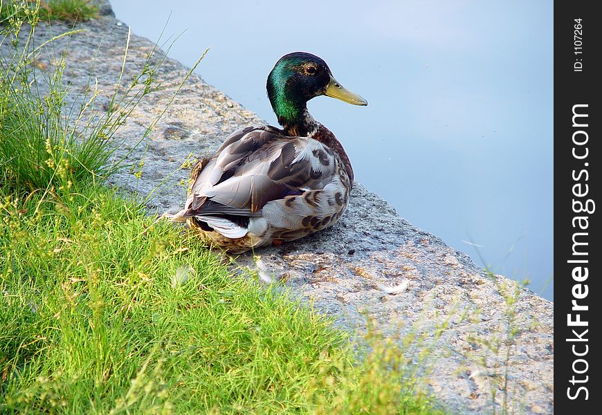 Portrait Of A Duck At Waterside
