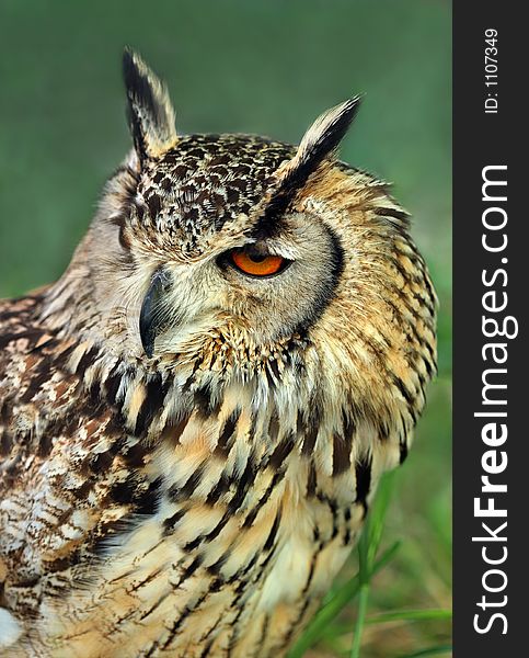 Portrait of a european eagle owl.