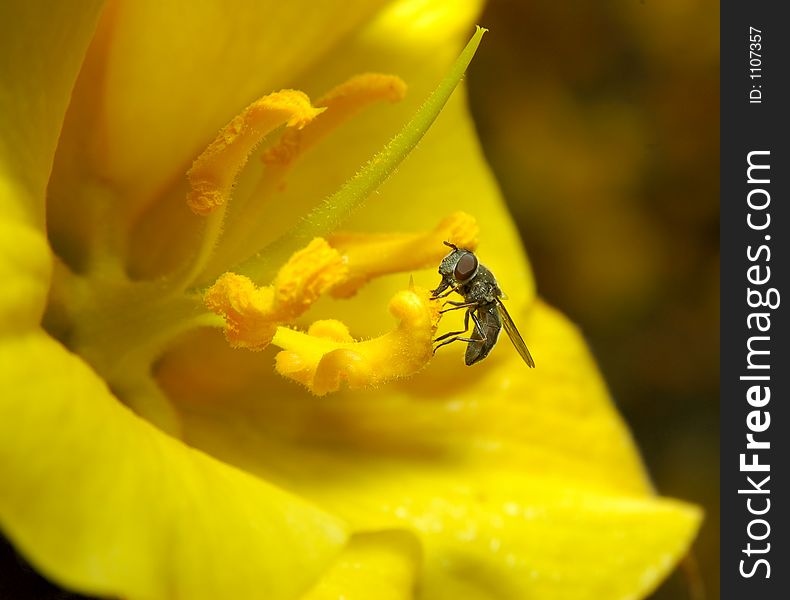 A fly is eating pollen on a yellow flower with large compound eyes affording it a wide view of its' surroundings. Its' bristles form a soft halo around its' abdomen, the barbed flower's pistil is jutting proudly, surrounded by stamens. A fly is eating pollen on a yellow flower with large compound eyes affording it a wide view of its' surroundings. Its' bristles form a soft halo around its' abdomen, the barbed flower's pistil is jutting proudly, surrounded by stamens