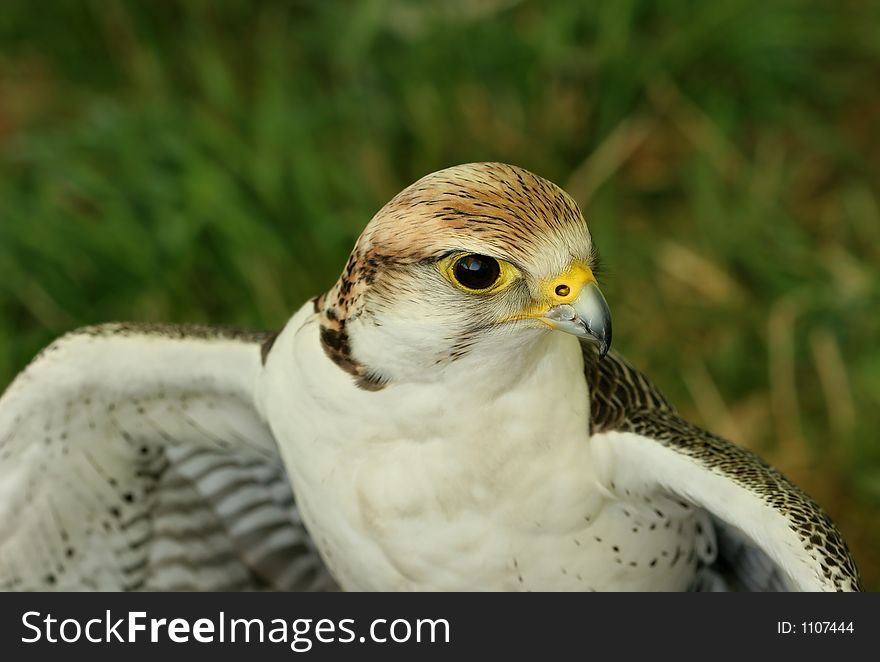 Portrait of a falcon bird of prey. Portrait of a falcon bird of prey.