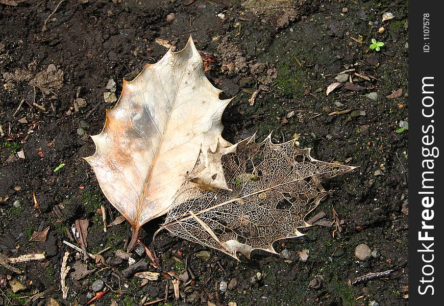 Leaf skeleton/veins on moist soil background