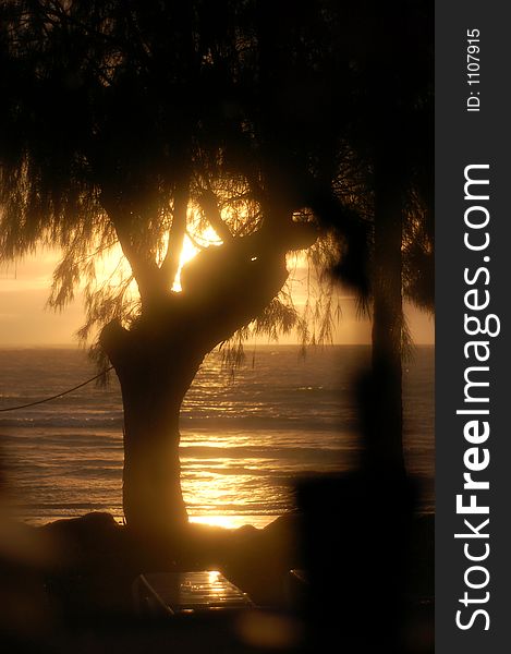 Nice silhouette of a tree with sun setting over the ocean in the background. Nice silhouette of a tree with sun setting over the ocean in the background.