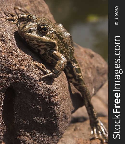 Closeup of a frog, climbing a rock.