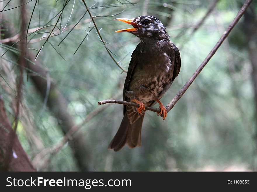 Bird from Hainan. China. Asia