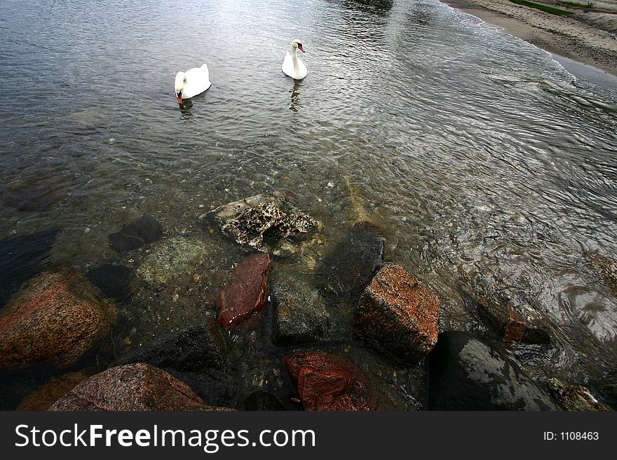 Swans swimming on the sea in denmark. Swans swimming on the sea in denmark