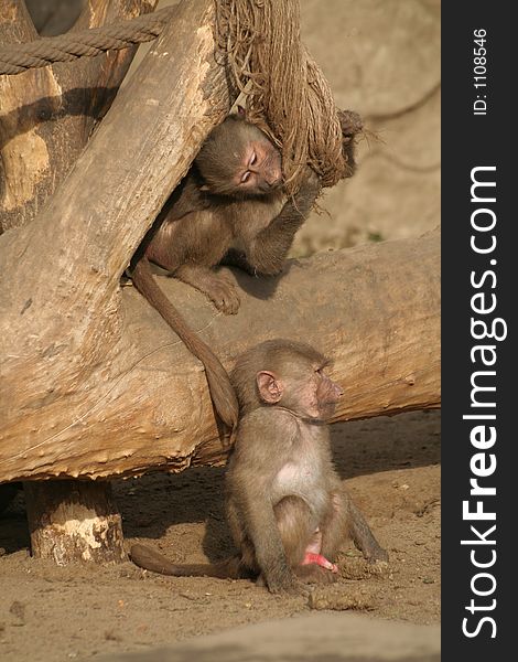 Young baboons from Warsaw Zoological Garden