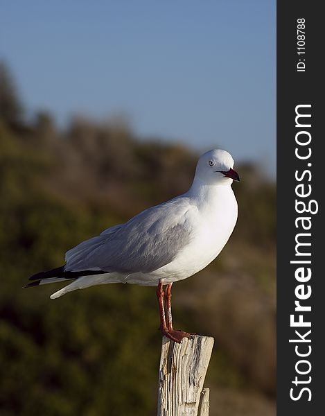 Seagull standing on a wood look into the camera. Seagull standing on a wood look into the camera