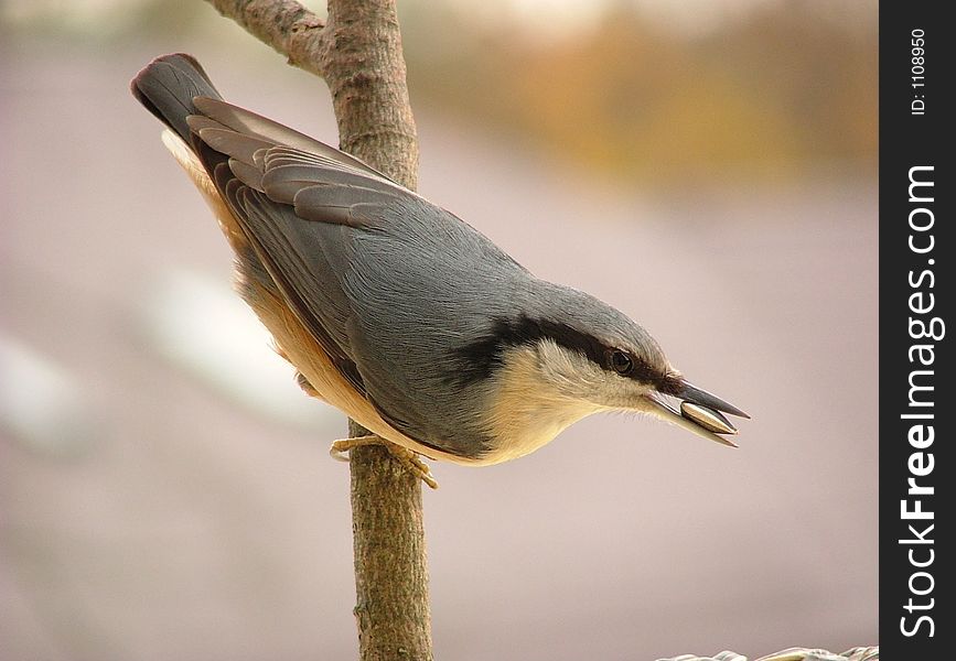 Nuthatch in spring