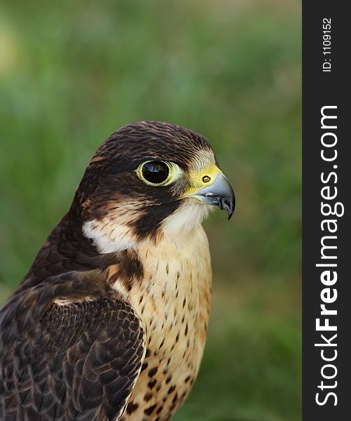 Portrait of a pereguine falcon. Portrait of a pereguine falcon