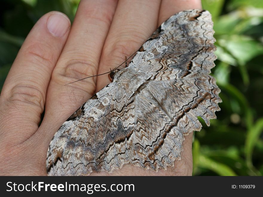 Large moth sitting on a hand. Large moth sitting on a hand