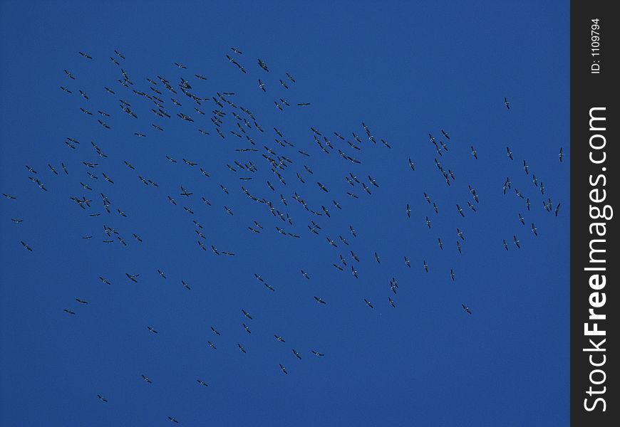 Blue sky and flying birds