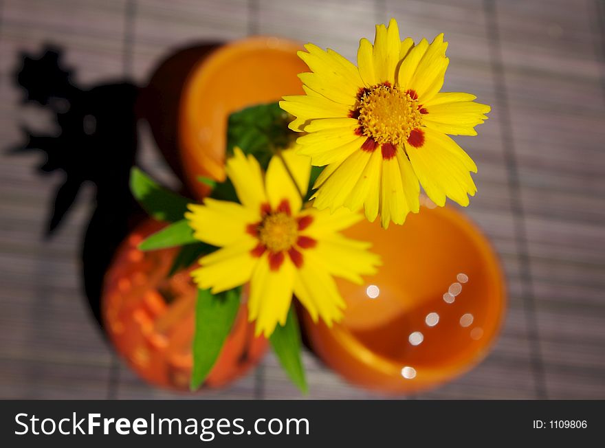 Yellow flowers on a garden table. Yellow flowers on a garden table.