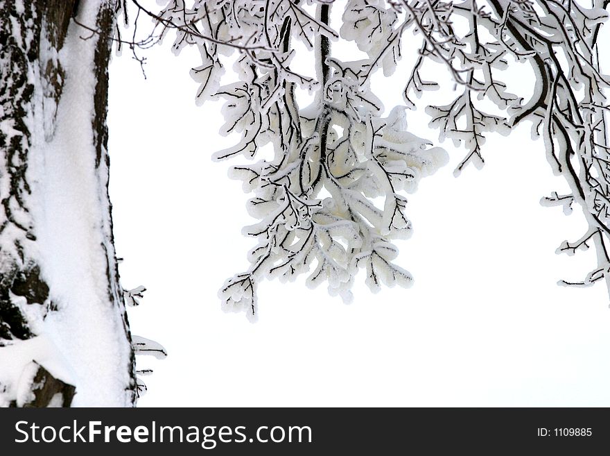 Branches In Snow