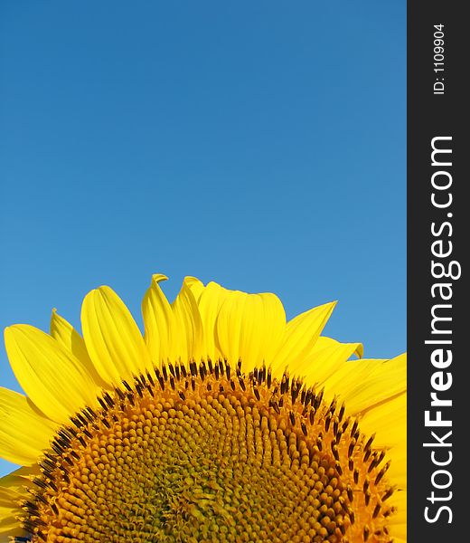 Sunflower on blue sky background