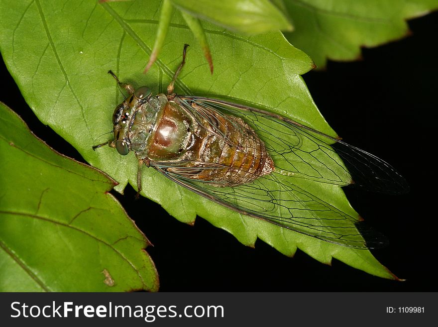Cicada On Leaves