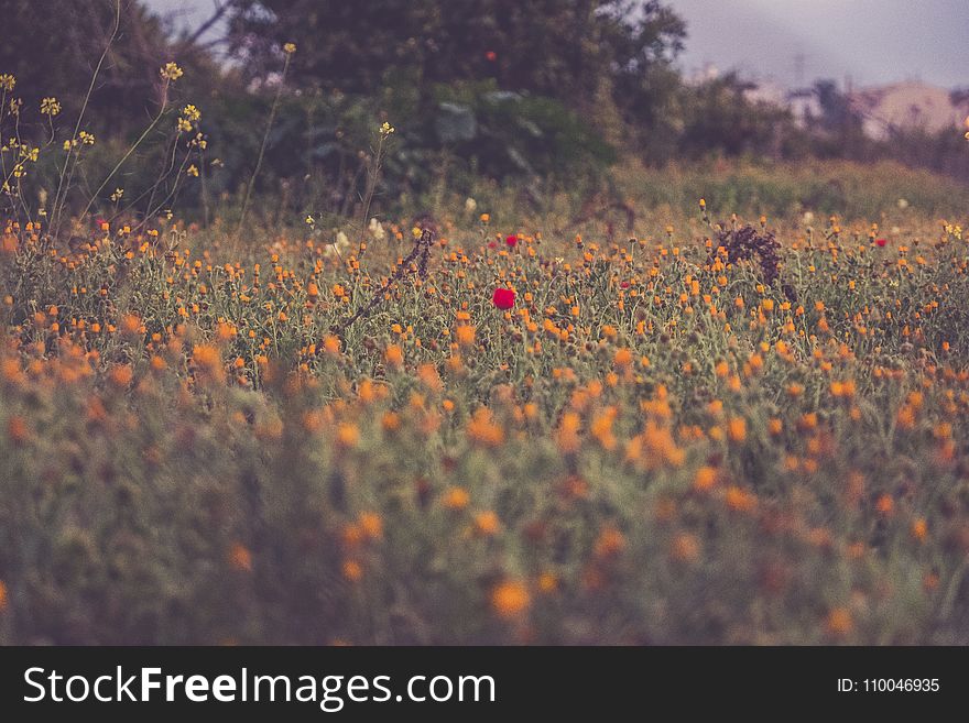 Orange And Red Petaled Flowers Photography