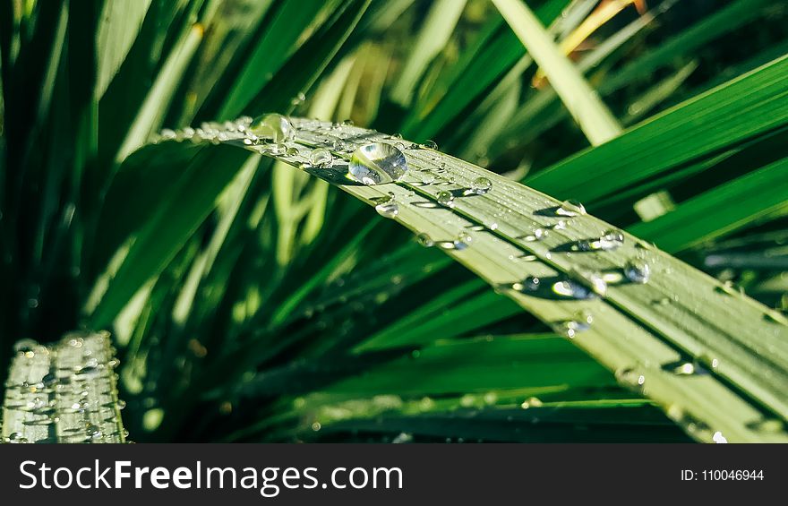 Water Drops on Green Leaf Plants