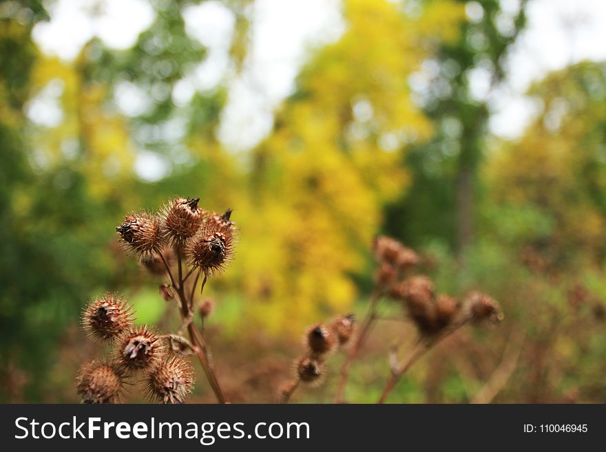 Selective Focus of Brown Fruits Photography