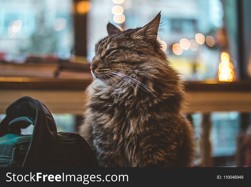 Long-fur Gray Cat