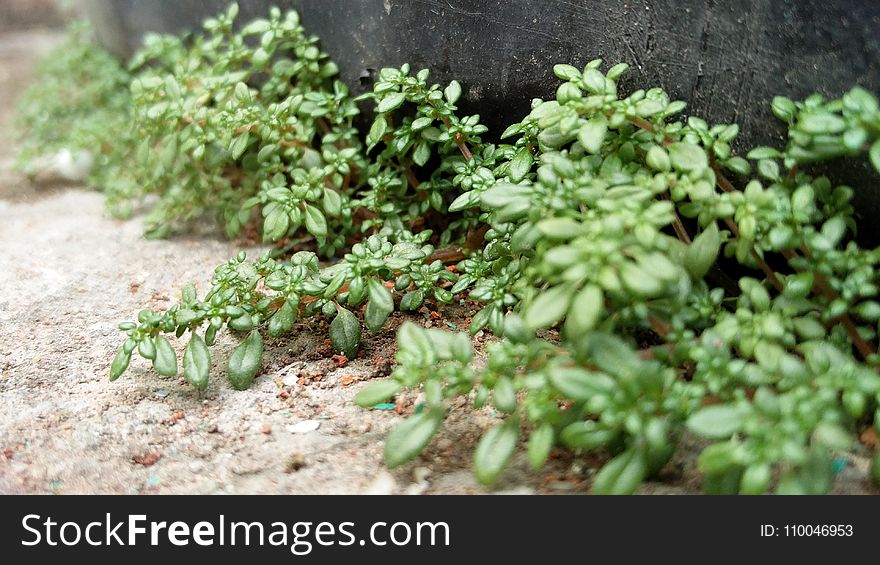 Green Plants on Ground