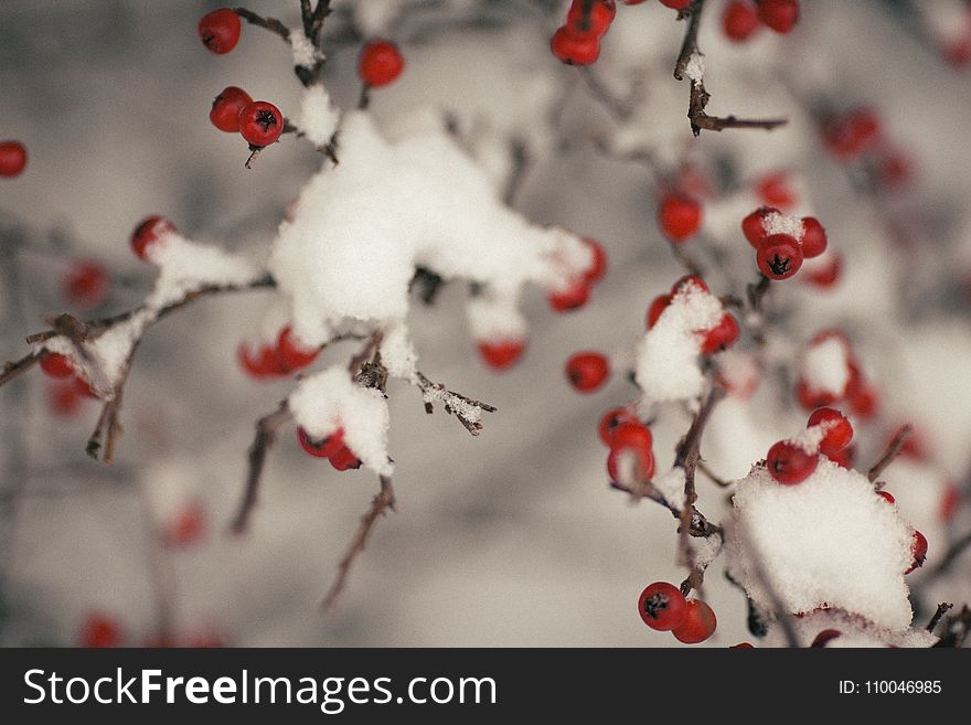 Tree With Fruit Covered With Snow