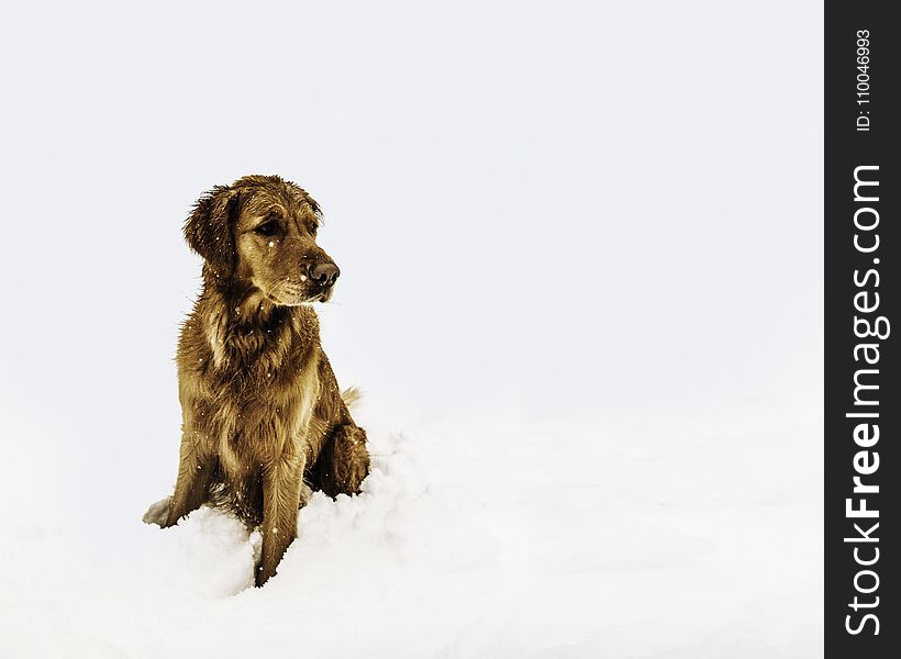 Brown Short-coated Dog Sitting on the Snow Field