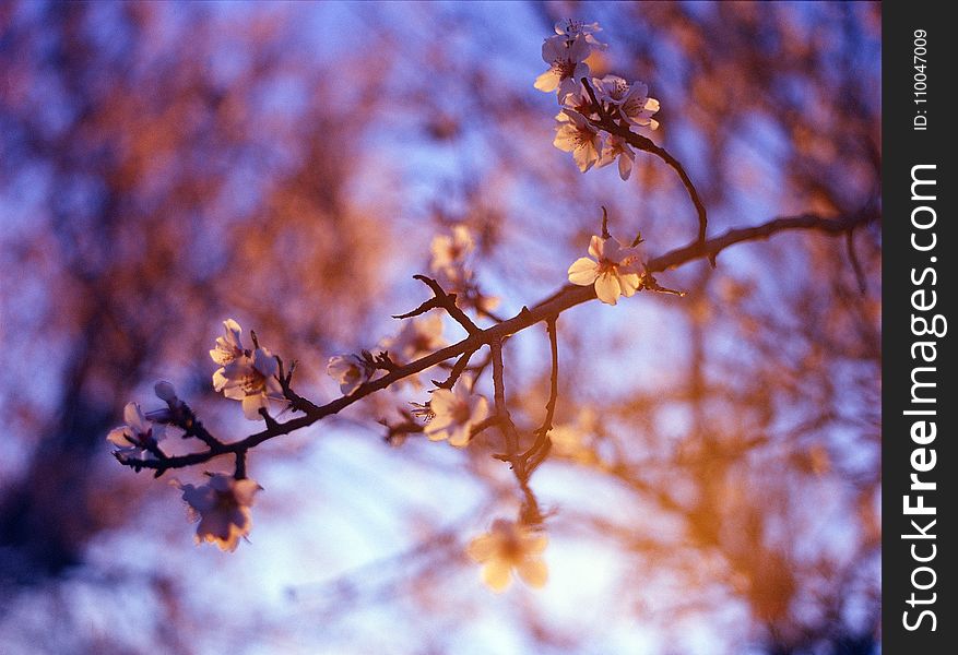 Selective Focus Photography Of White Petaled Flower