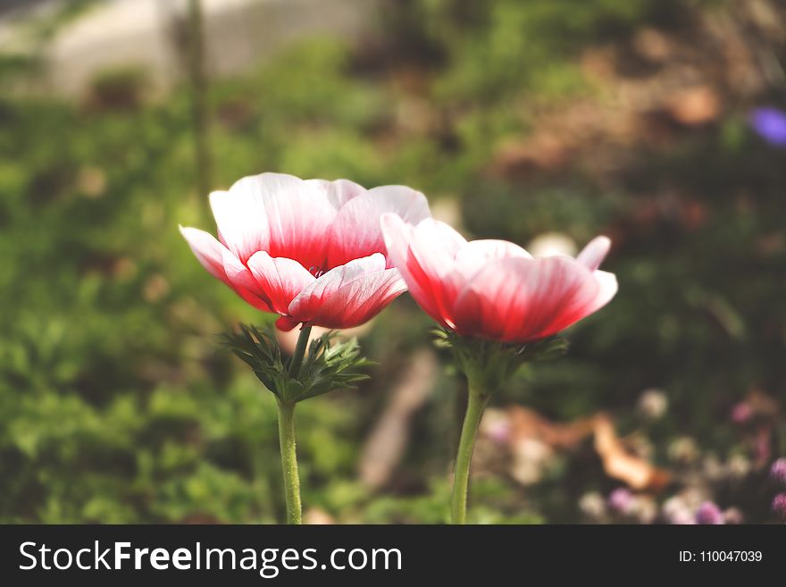 Selective Focus Photography of White and Red Anemone Flower