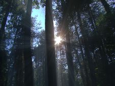 Beautiful Photo Of A Natural Landscape With Rays Of The Bright Sun Shining Through The Branches Of Trees In The Forest. Royalty Free Stock Images Beautiful Photo Of A Natural Landscape With Rays Of The Bright Sun Shining Through The Branches Of Trees In The Forest. Royalty Free Stock Images