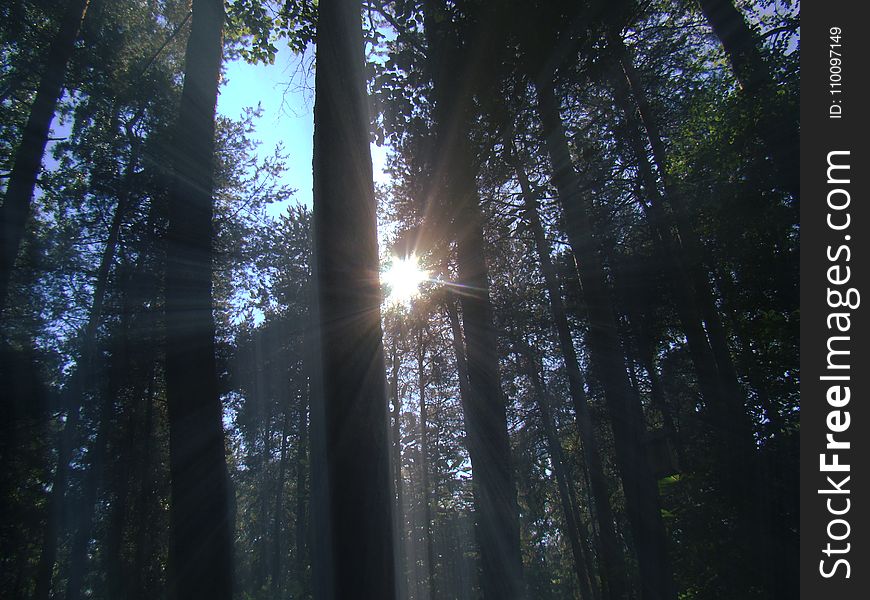 Beautiful photo of a natural landscape with rays of the bright sun shining through the branches of trees in the forest.