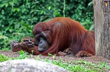 Orangutan Royalty Free Stock Photography