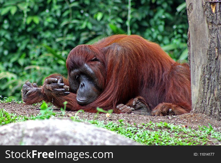 Bored Orangutan playing with a rock.