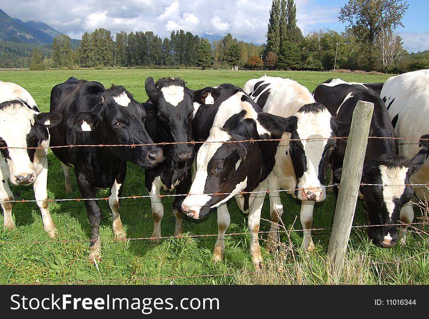 Herd of black and white dairy cows. Herd of black and white dairy cows