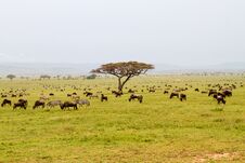 Field With Zebras And Blue Wildebeest In Serengeti Stock Photos