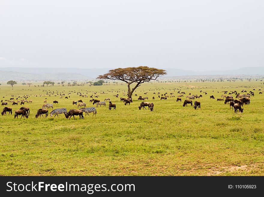 Field with zebras and blue wildebeest in Serengeti