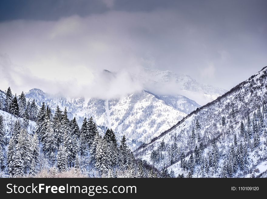 Mountain Covered With Trees And Snow