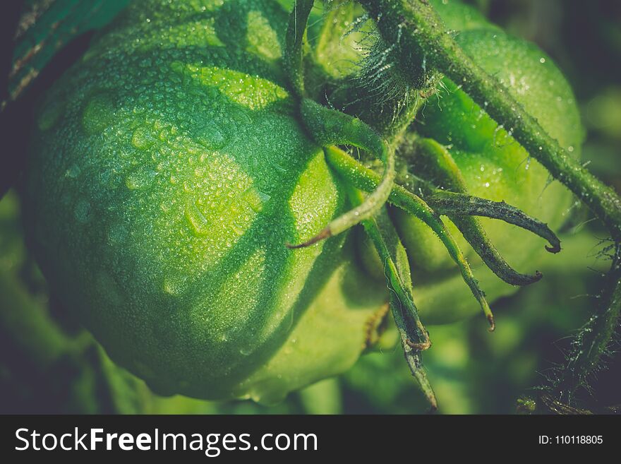 Unripe green tomato with morning dew drops filtered close up. Unripe green tomato with morning dew drops filtered close up.