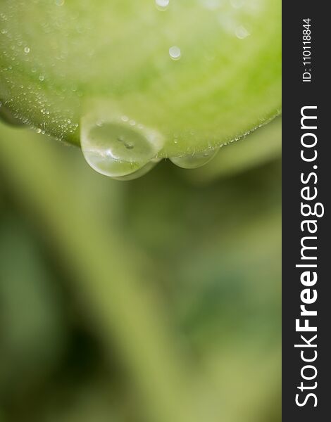 Green Tomato And Waterdrops